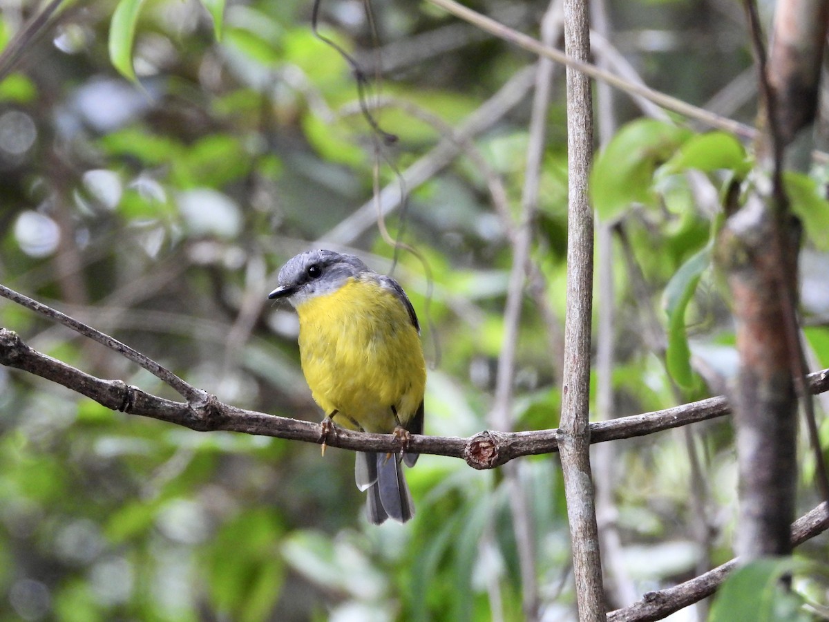 Eastern Yellow Robin - ML647639131