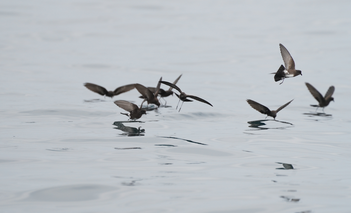 Elliot's Storm-Petrel - ML647639134