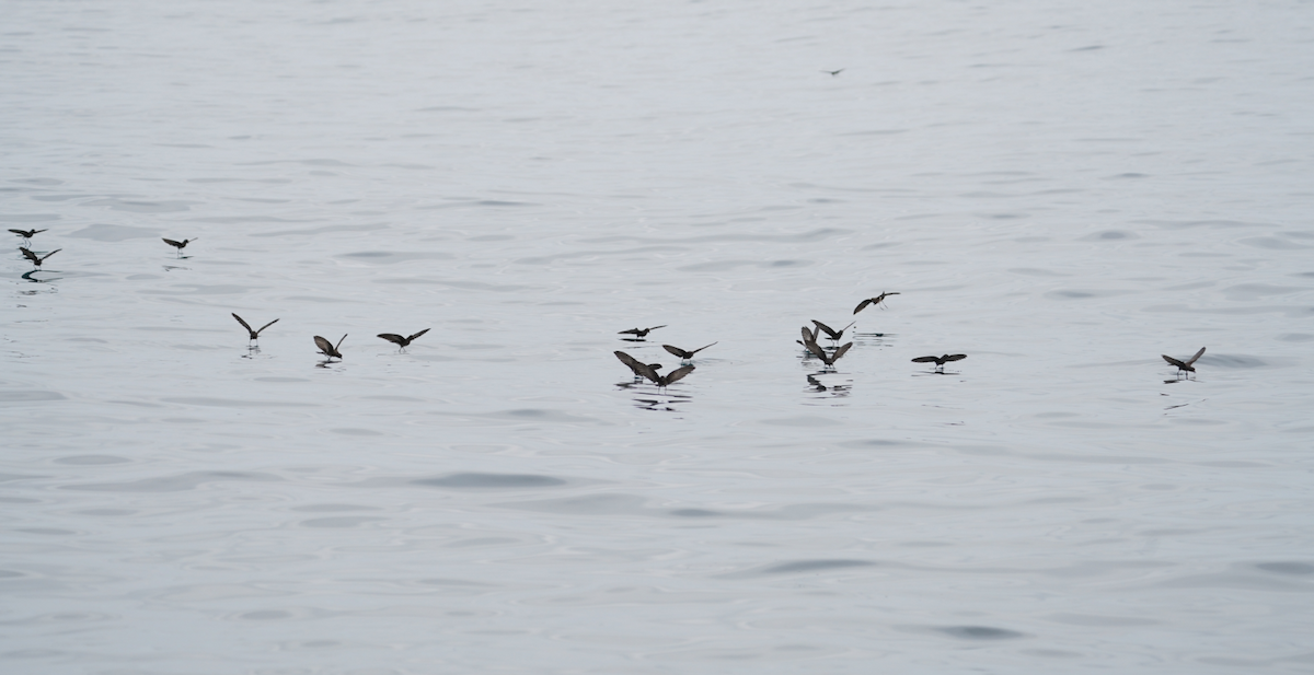 Elliot's Storm-Petrel - ML647639135
