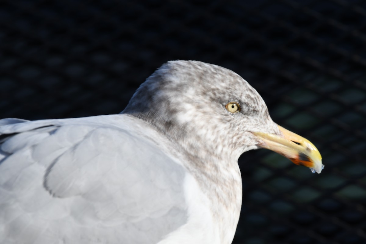 Amerika Gümüş Martısı - ML647639136