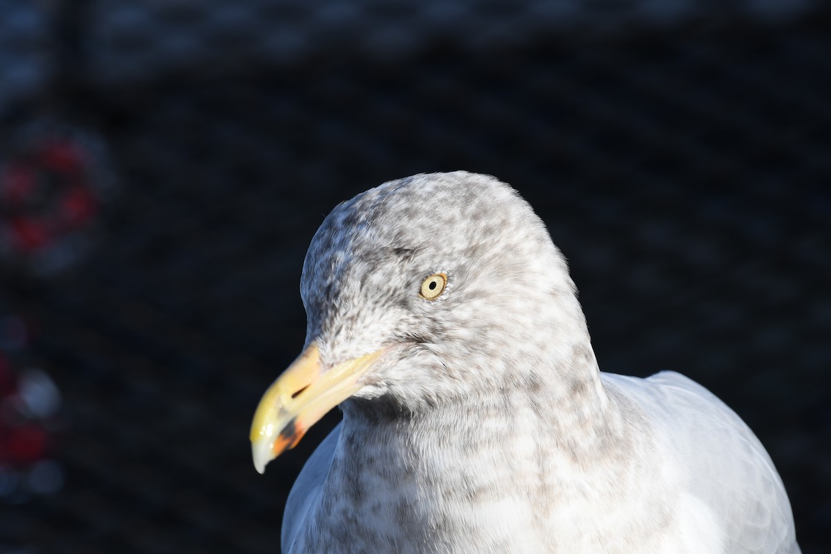 Amerika Gümüş Martısı - ML647639137