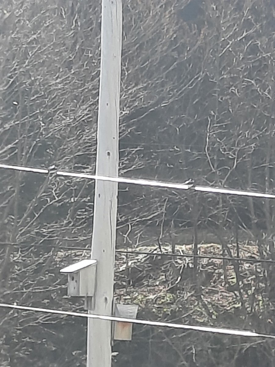 Tree Swallow - ML647639149