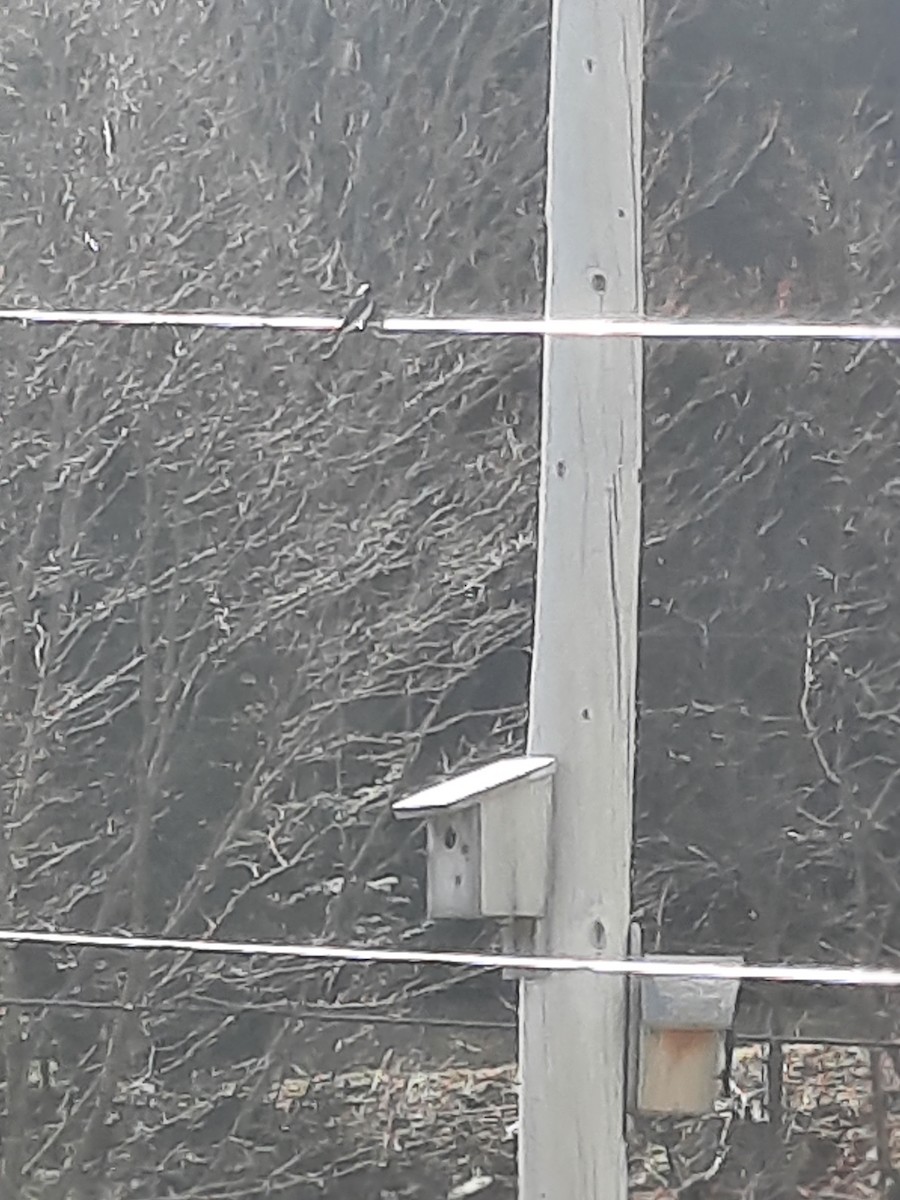 Tree Swallow - ML647639150