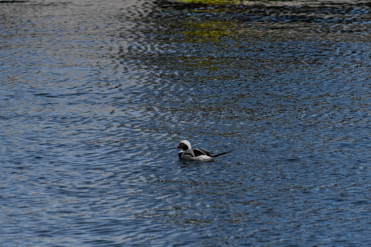 Telkuyruk - ML647639163