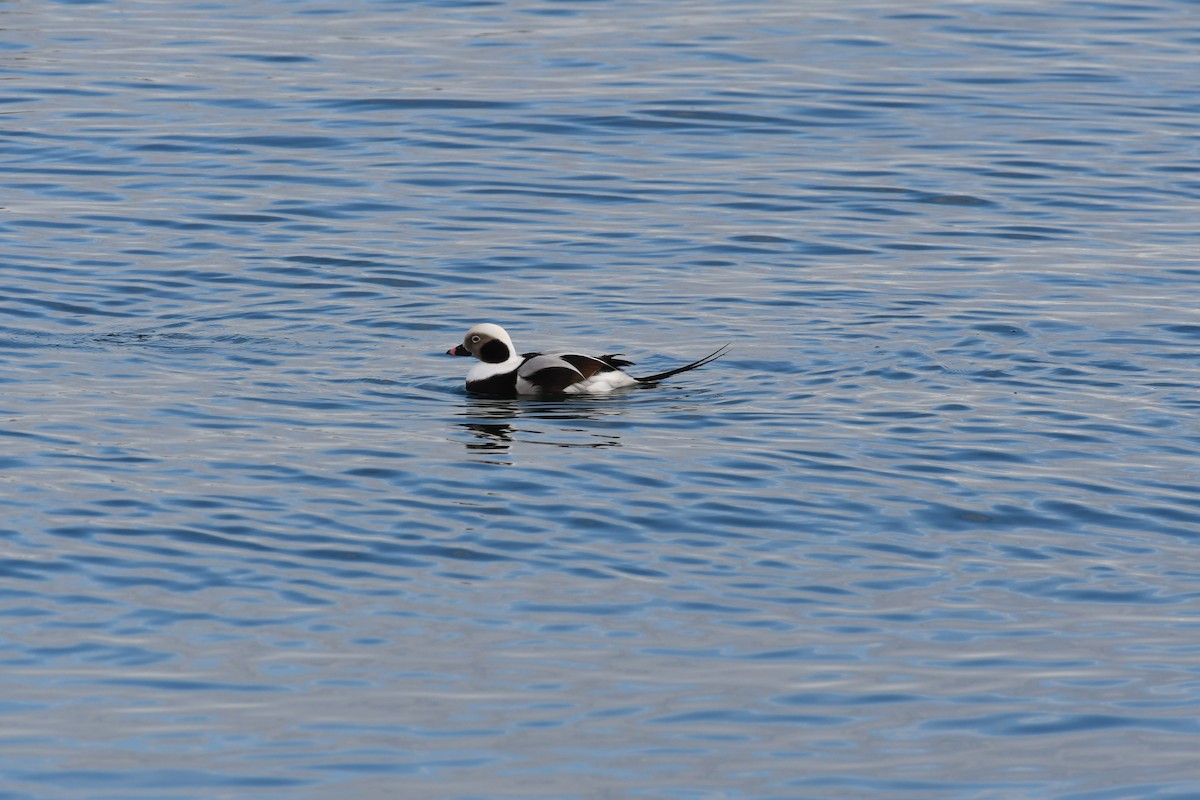 Telkuyruk - ML647639164