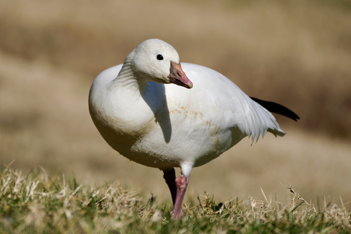 Ross antzara - ML647639165