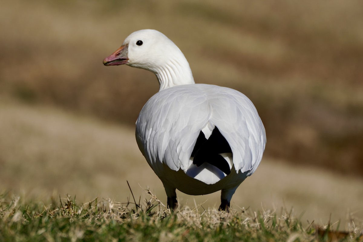 Ross antzara - ML647639166