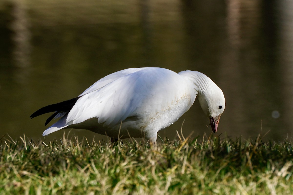 Ross antzara - ML647639167