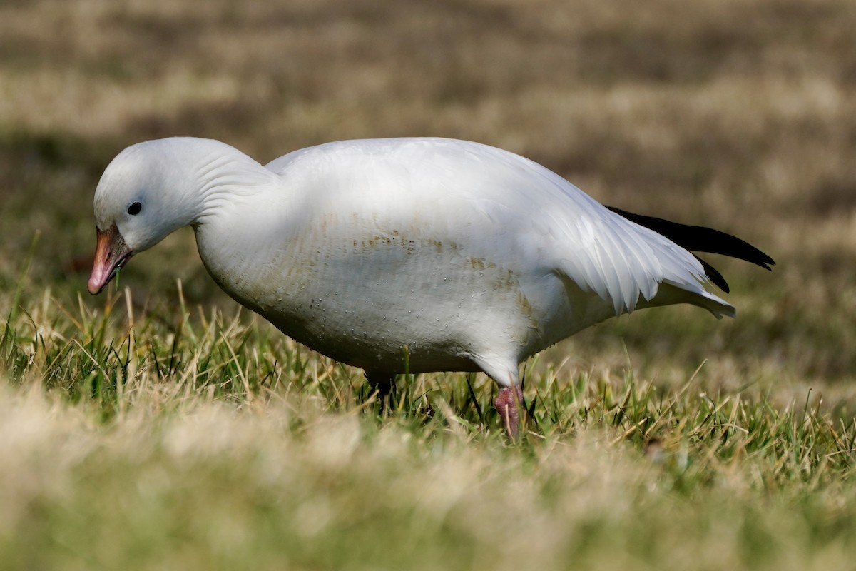 Ross antzara - ML647639168