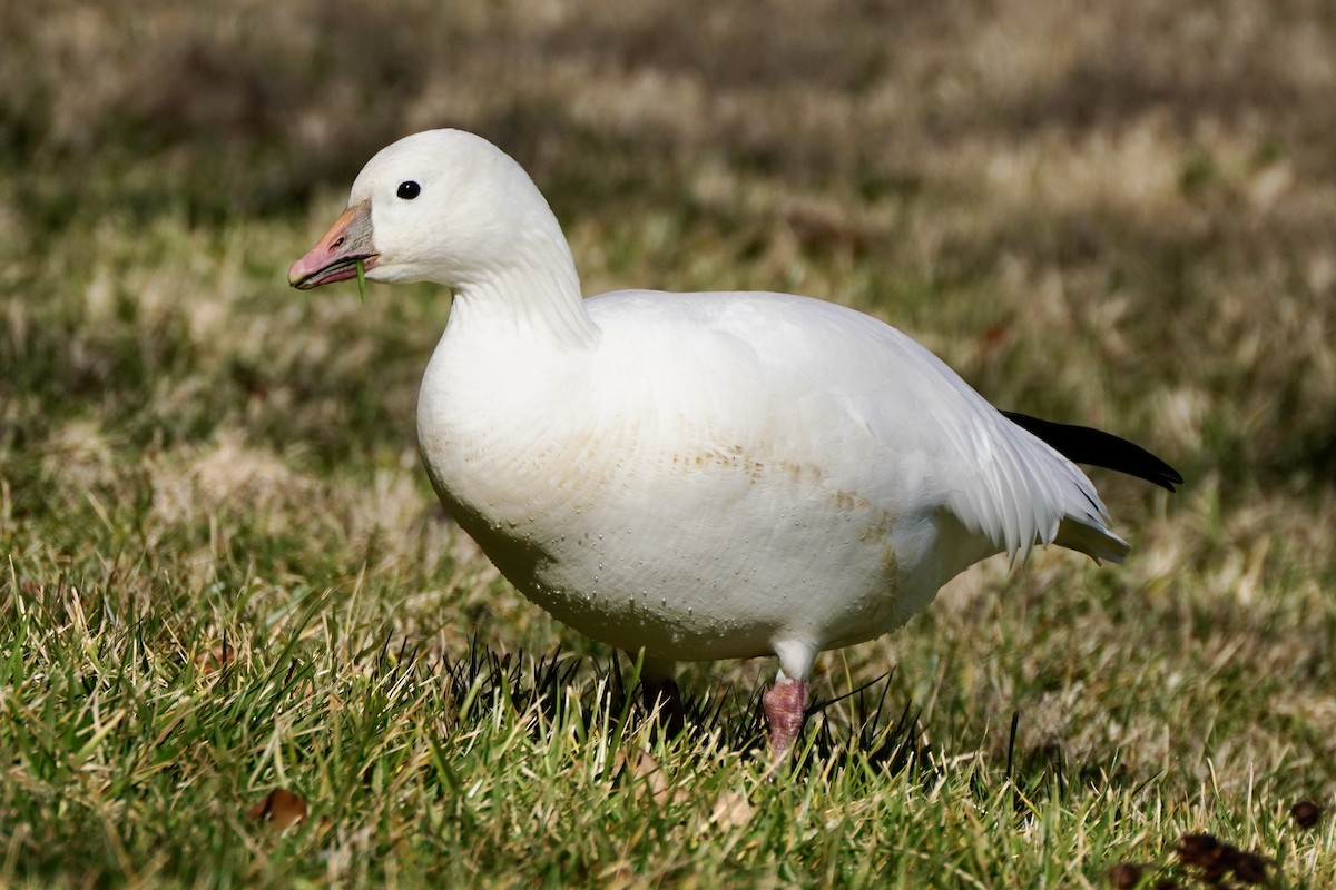 Ross antzara - ML647639169