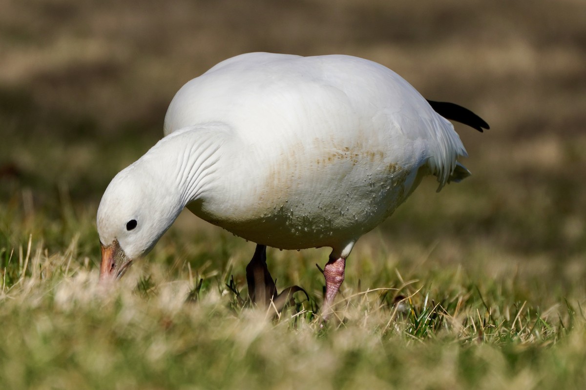 Ross antzara - ML647639170