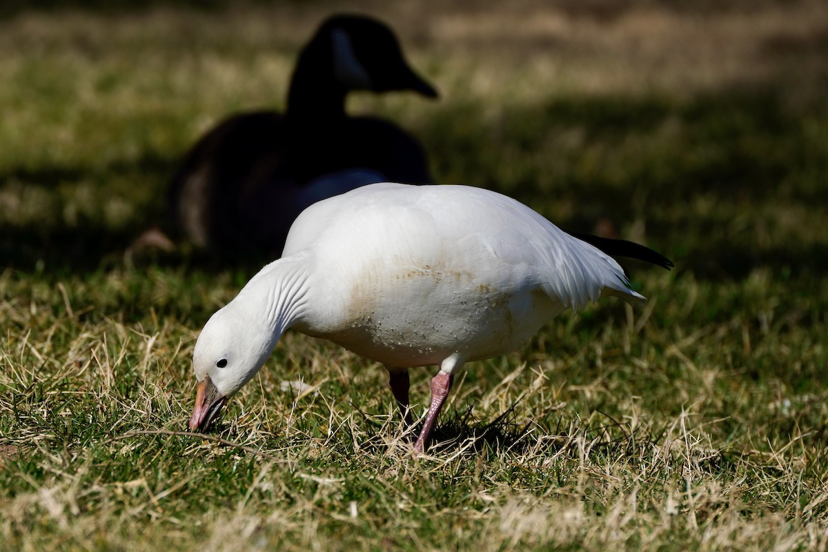 Ross antzara - ML647639173