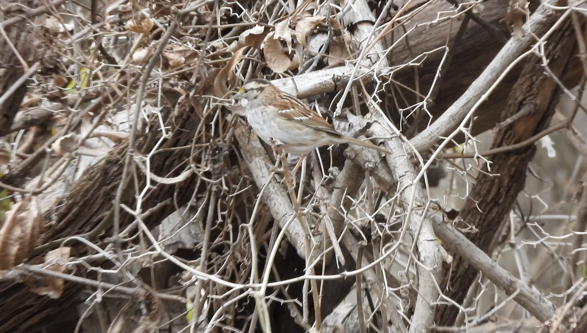 White-throated Sparrow - ML647639181