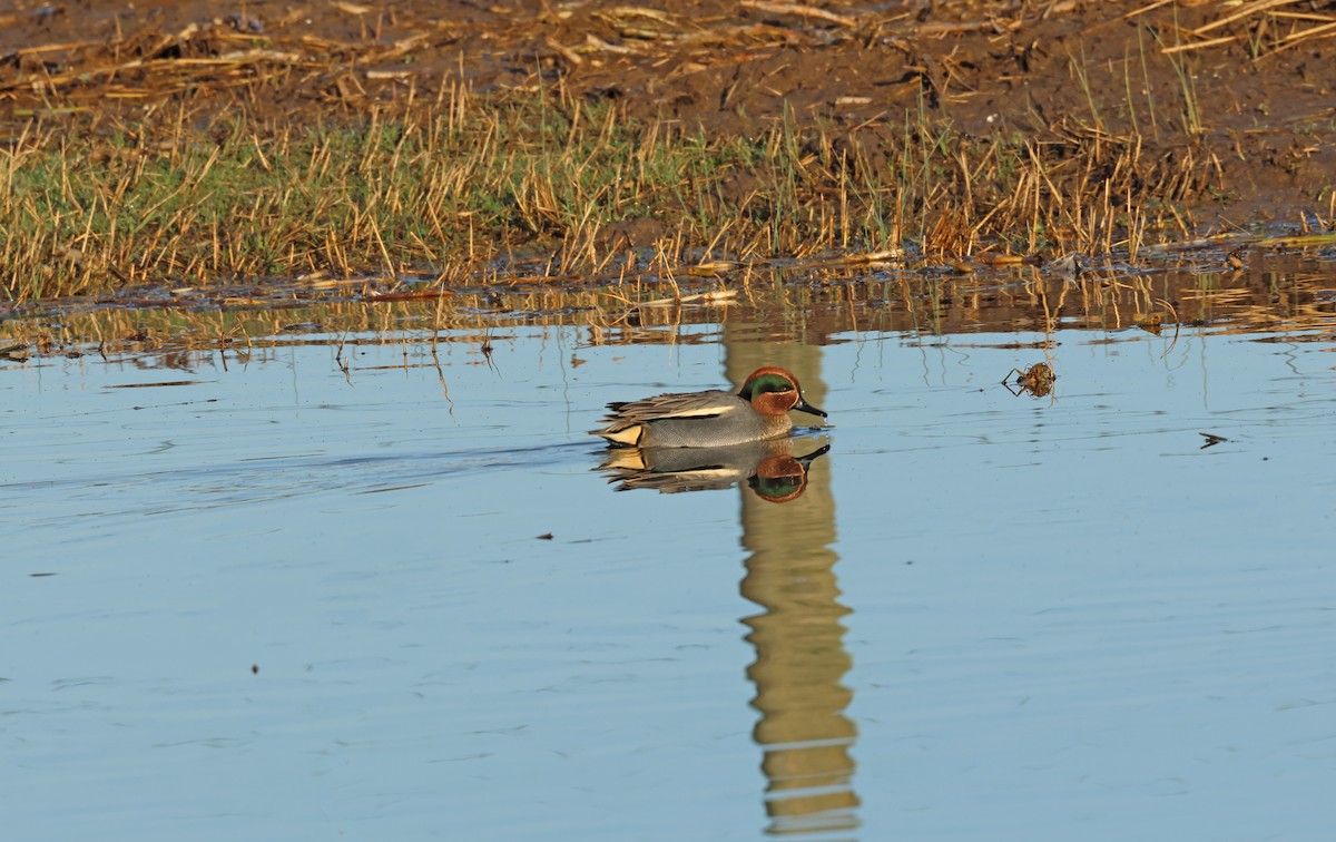 Zertzeta arrunta (eurasiarra) - ML647639185