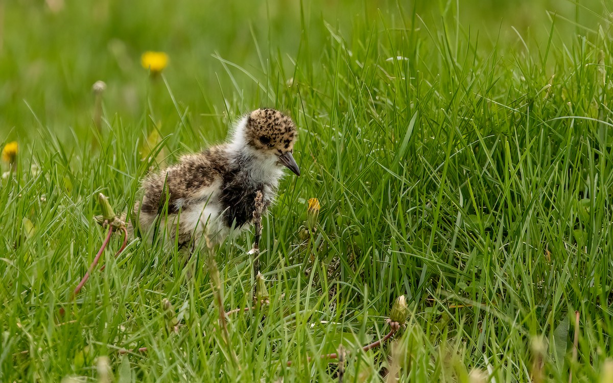 Southern Lapwing (chilensis/fretensis) - ML647639193