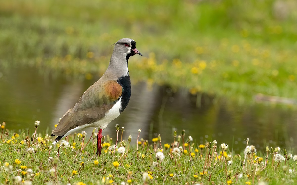 Southern Lapwing (chilensis/fretensis) - ML647639194