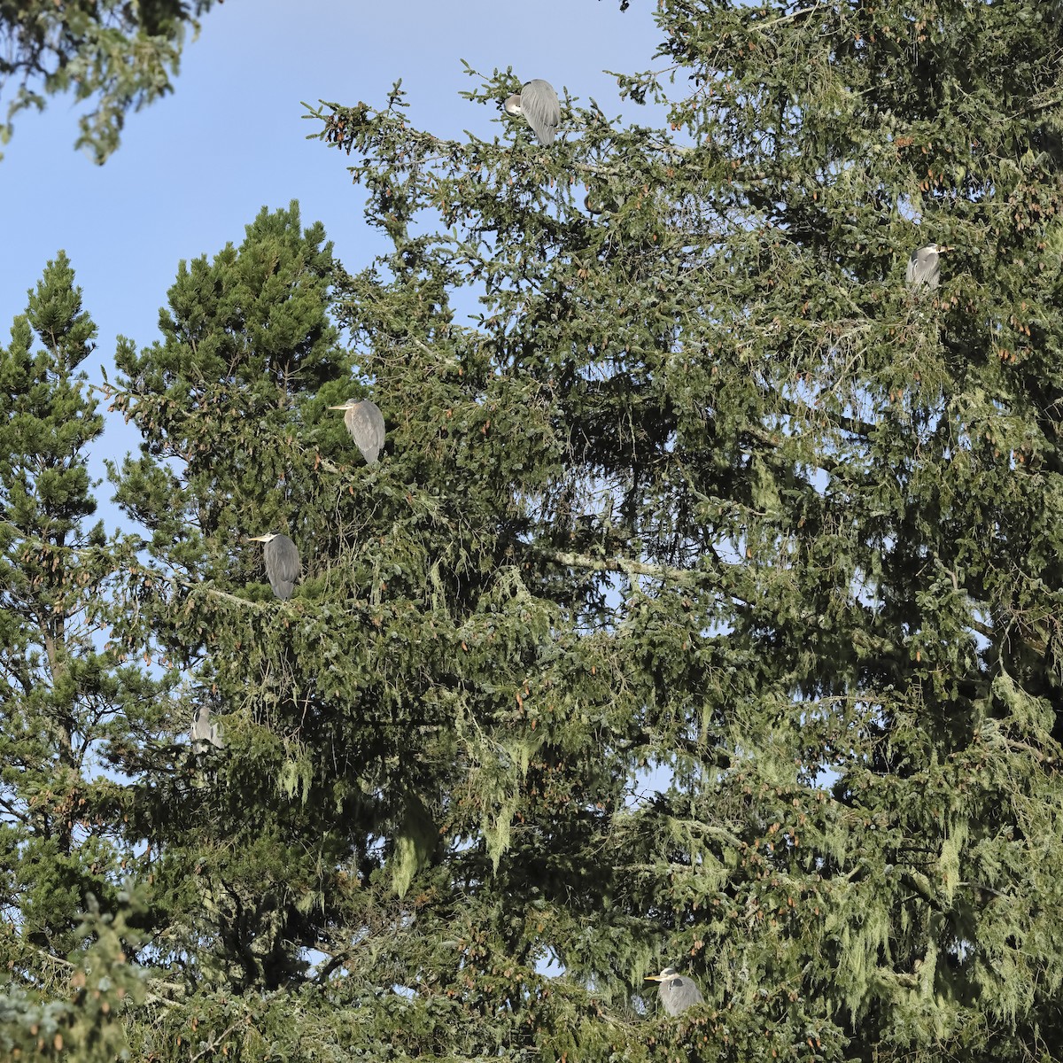 Koartza hauskara amerikarra - ML647639198