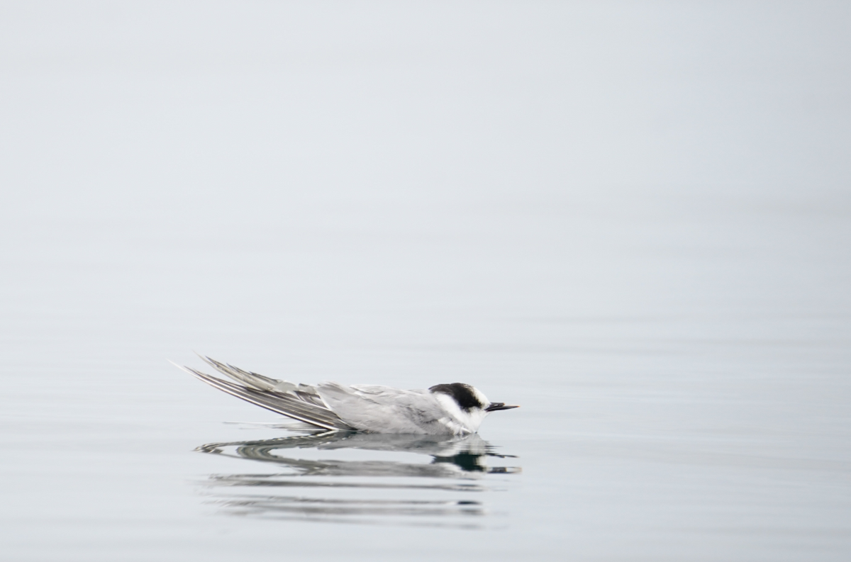 Ipar-txenada - ML647639199