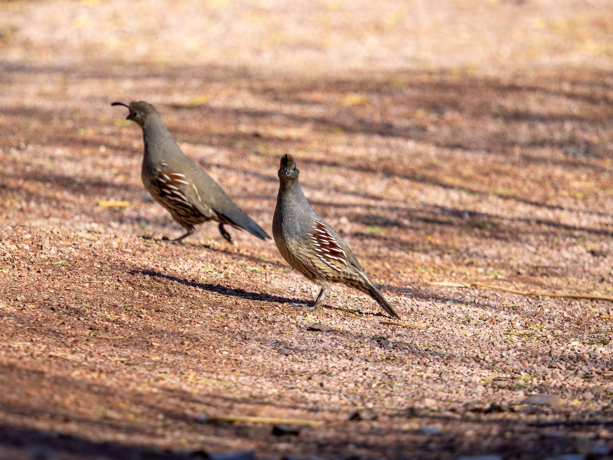 Gambel's Quail - ML647639201
