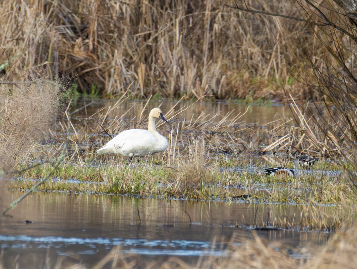 Beltxarga txistularia - ML647639240