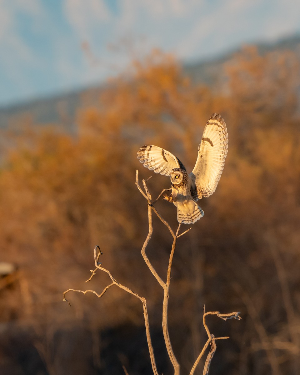 Zingira-hontza - ML647639242