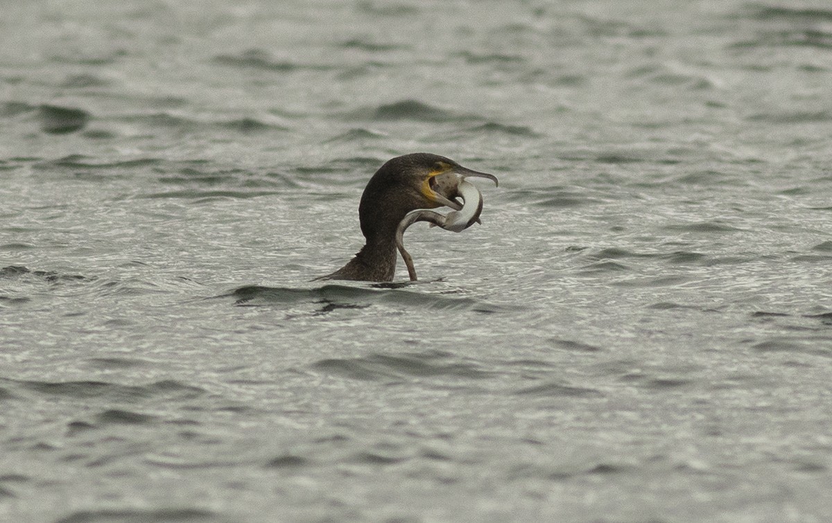 Ubarroi handia - ML647639246