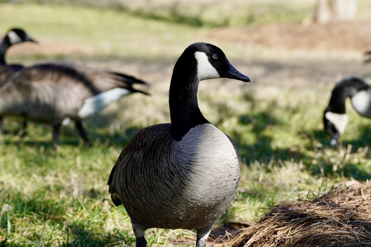 Branta kanadar handia - ML647639247