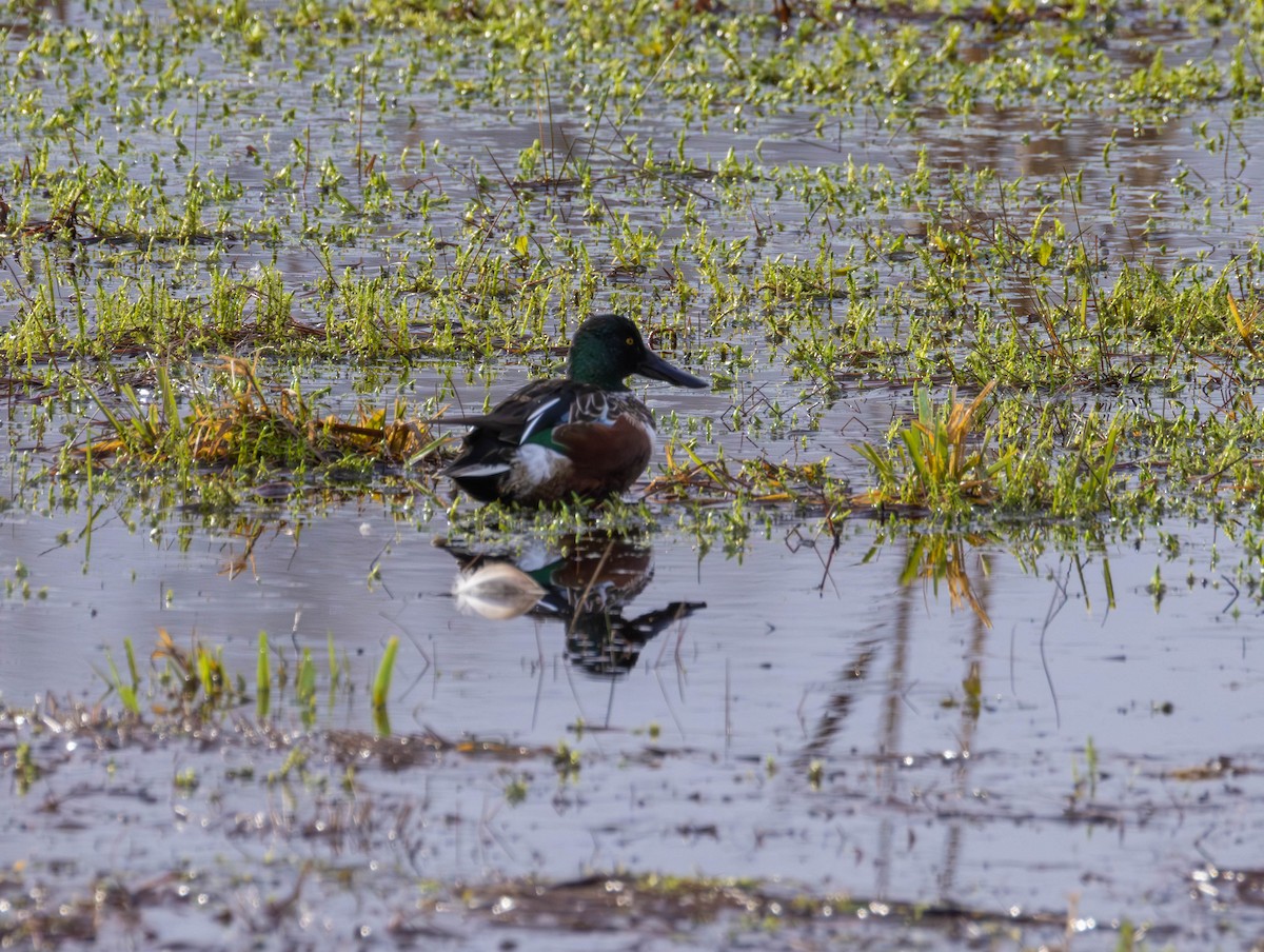 Ahate mokozabal zuria - ML647639248