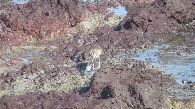 アメリカチュウシャクシギ - ML647639249