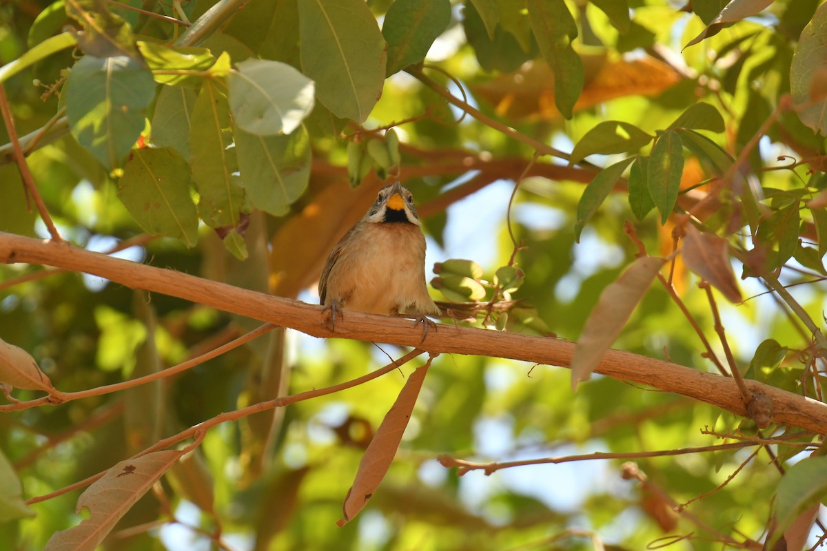Chotoy Spinetail - ML647639251