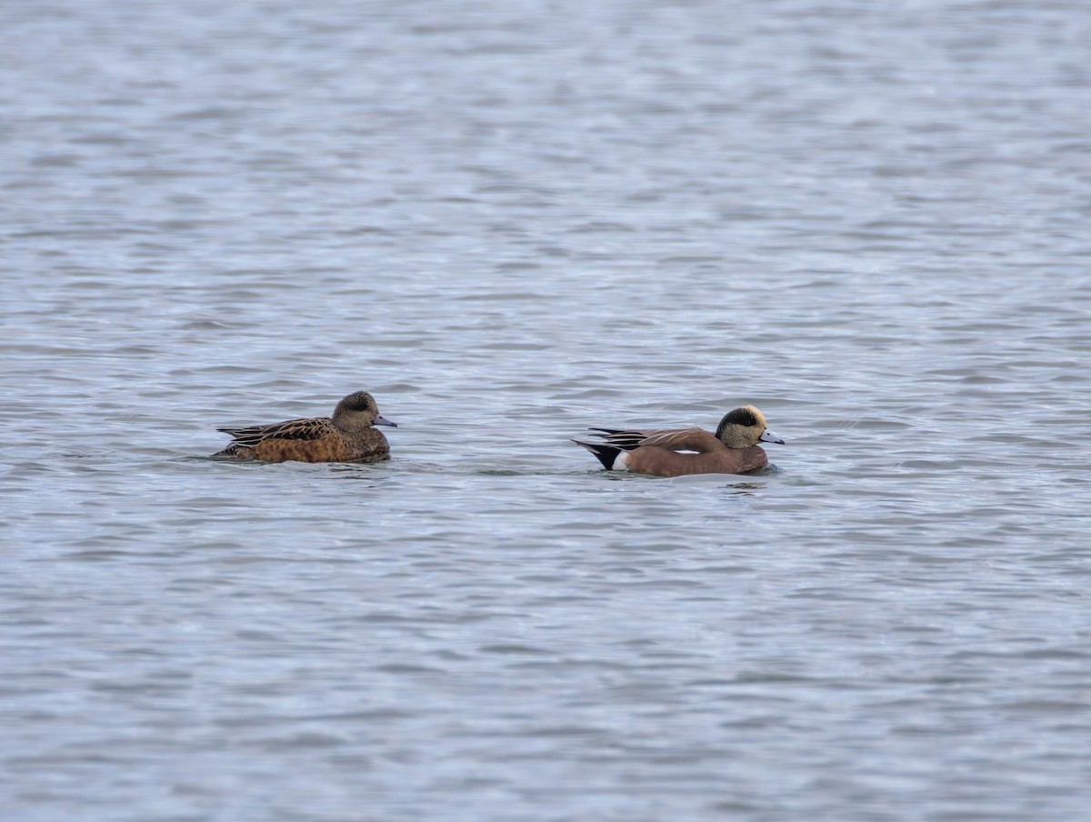 Ahate txistulari amerikarra - ML647639253