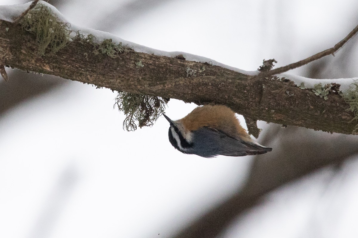 Garrapo kanadarra - ML647639254