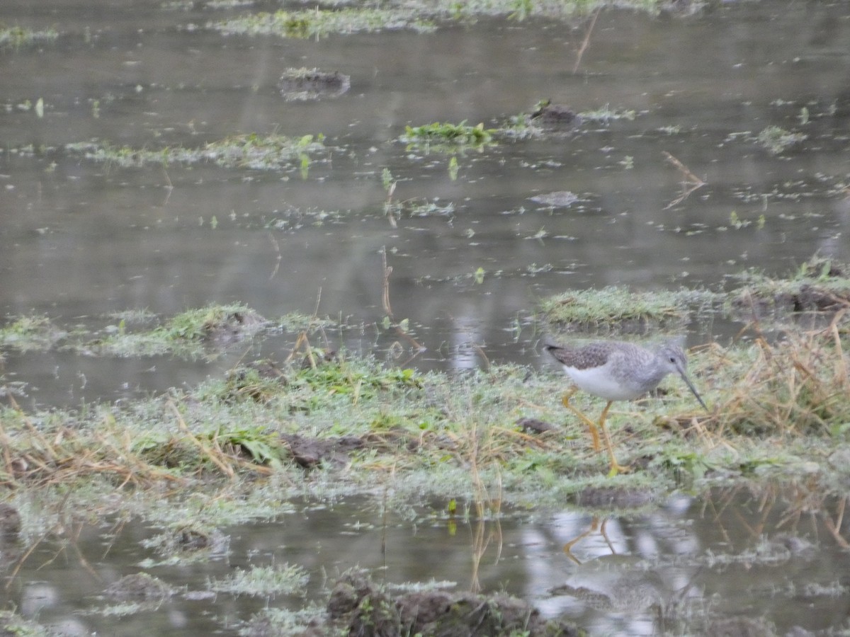 Kuliska hankahori handia - ML647639255