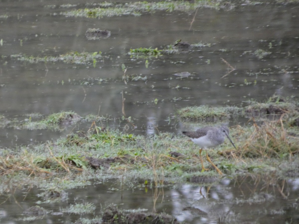 Kuliska hankahori handia - ML647639256