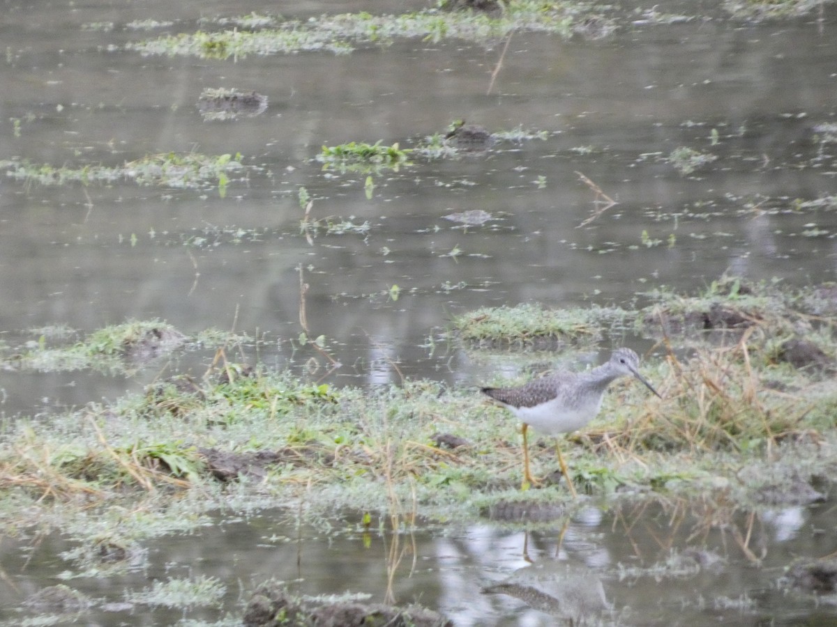 Kuliska hankahori handia - ML647639257