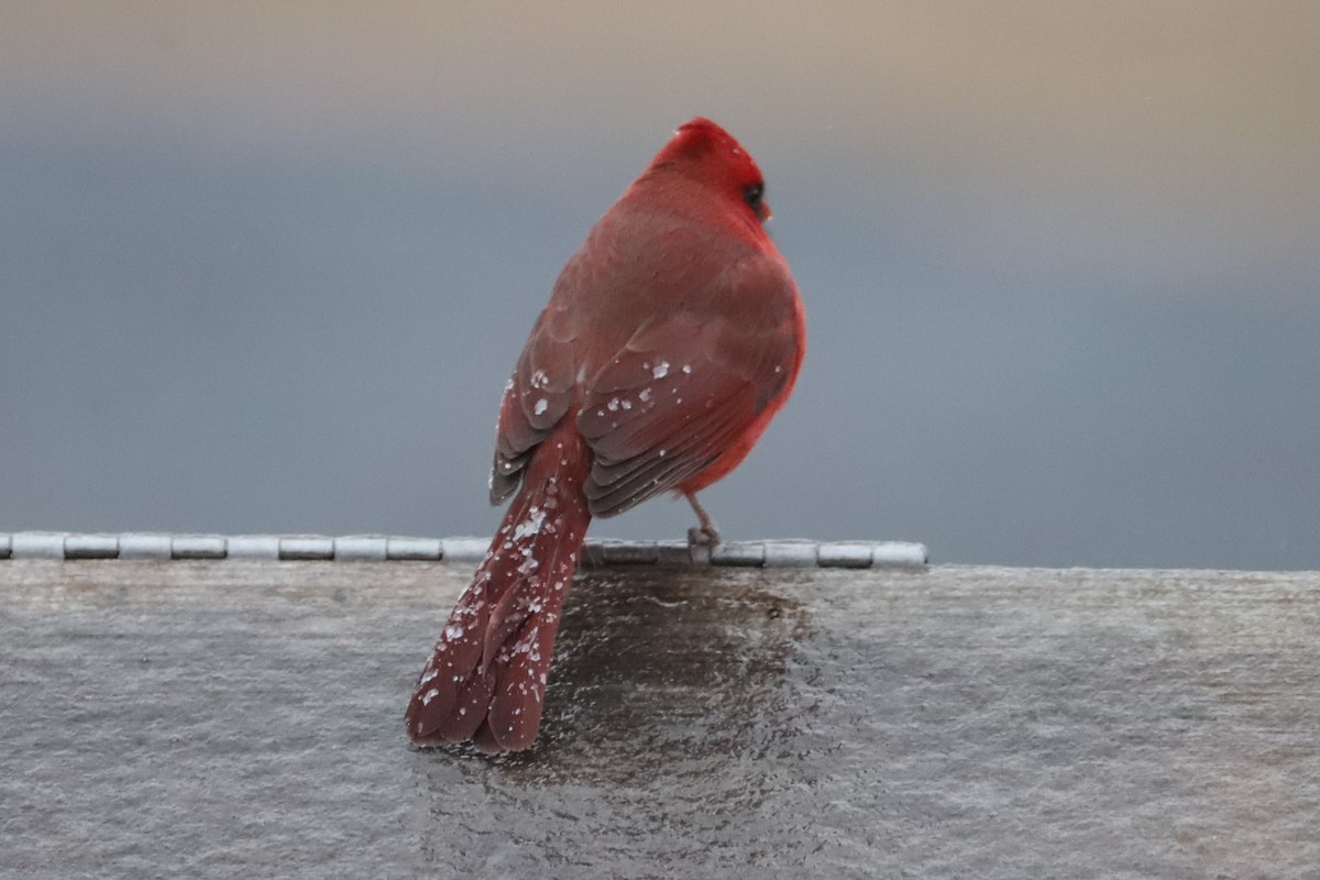 Kardinal arrunta - ML647639259