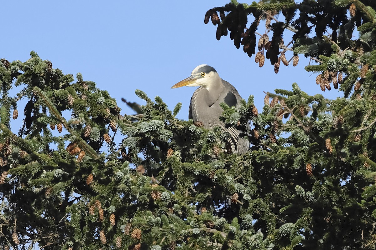 Great Blue Heron - ML647639265