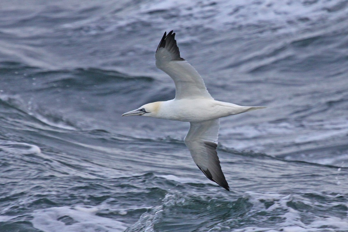 סולה מצויה - ML647639305