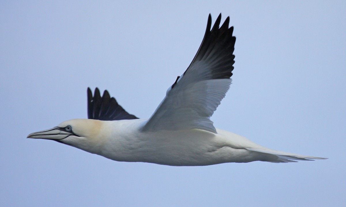סולה מצויה - ML647639306