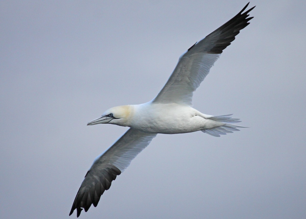 סולה מצויה - ML647639307