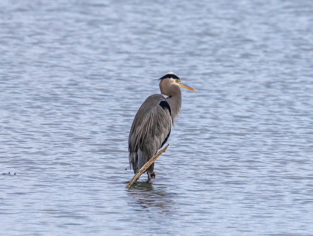 Great Blue Heron - ML647639313