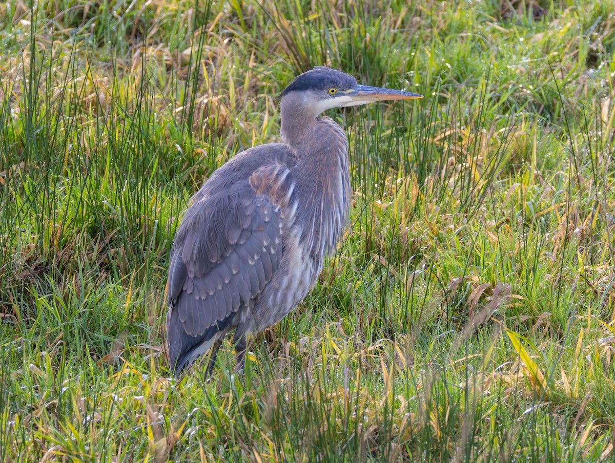 Great Blue Heron - ML647639316