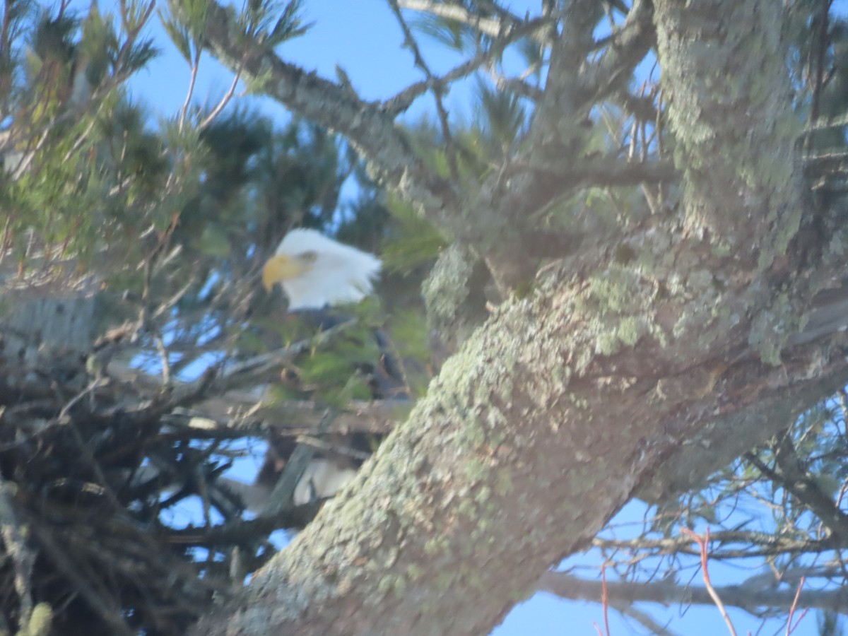 Ak Başlı Kartal - ML647639319