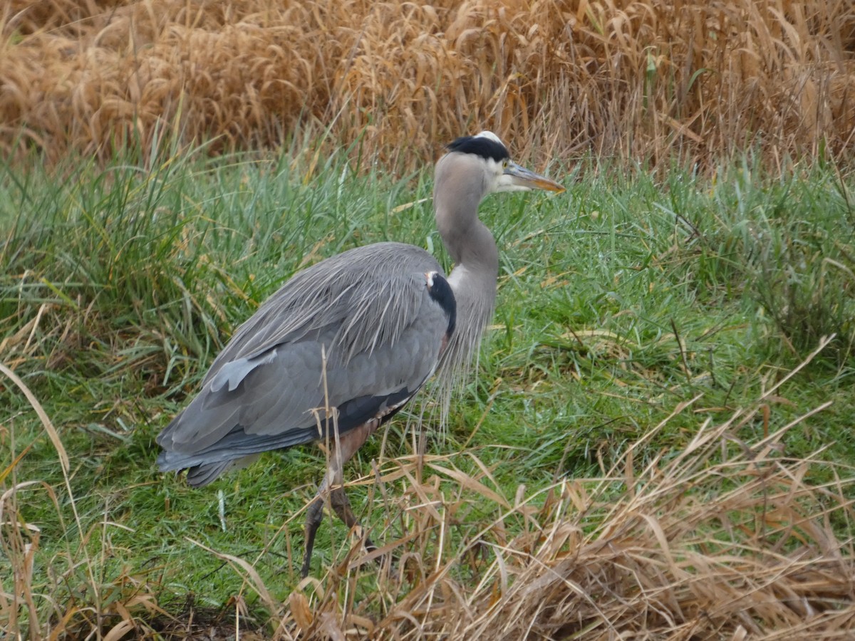 Great Blue Heron - ML647639329