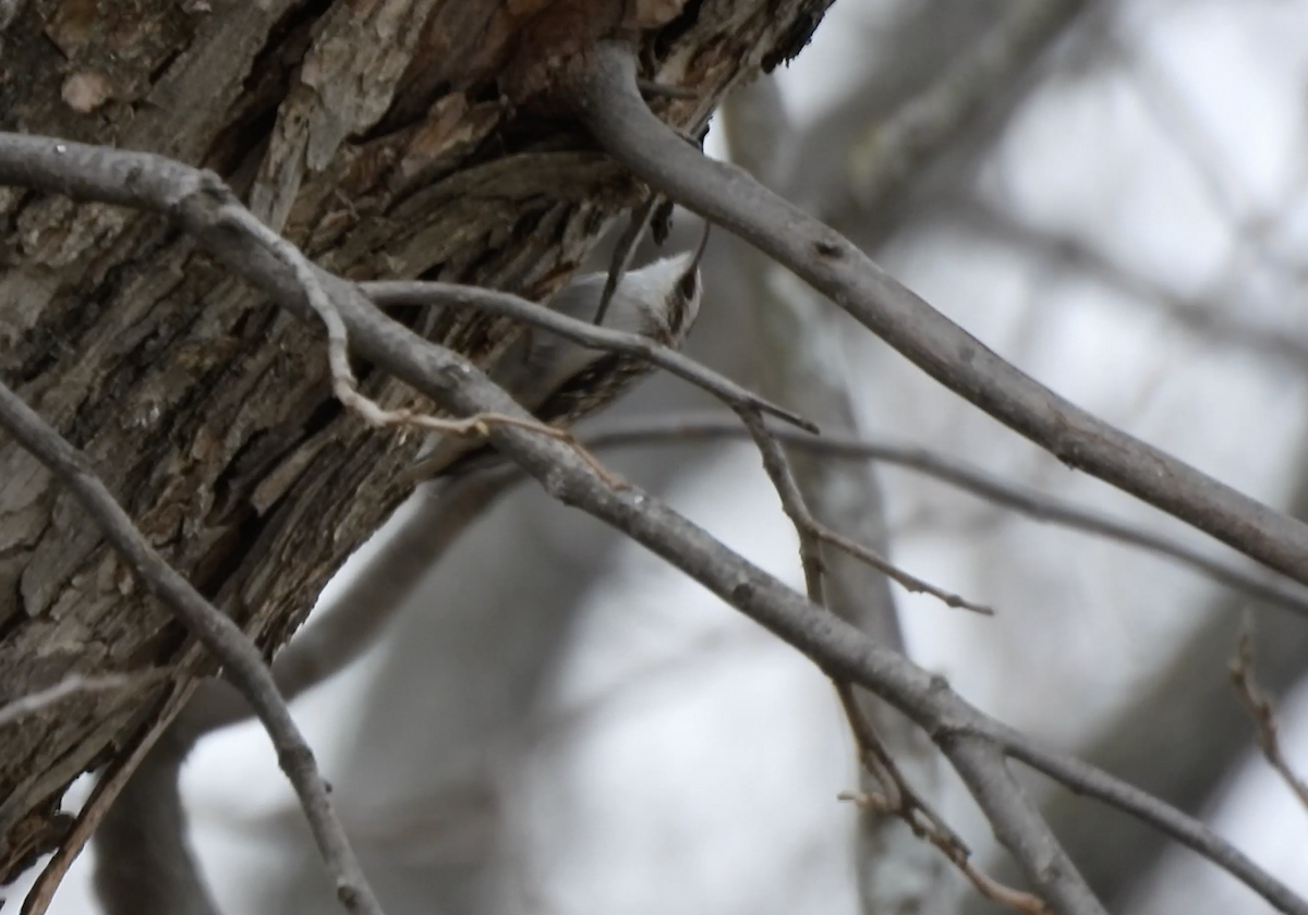 アメリカキバシリ - ML647639335