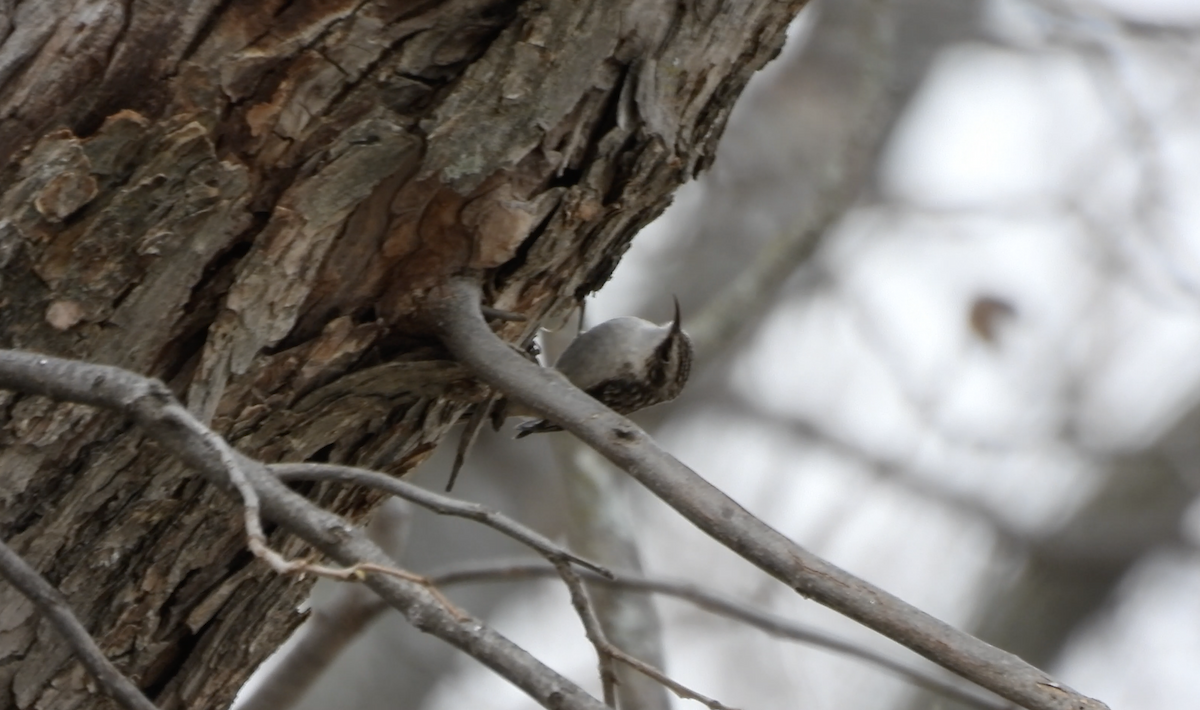 アメリカキバシリ - ML647639336