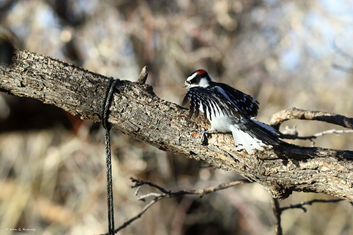 セジロコゲラ - ML647639338