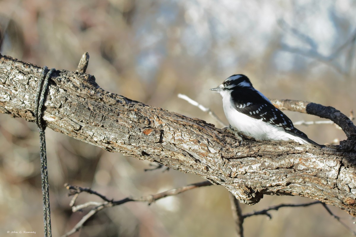 セジロコゲラ - ML647639339