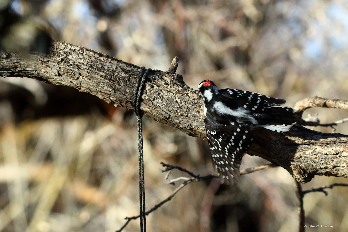 セジロコゲラ - ML647639340