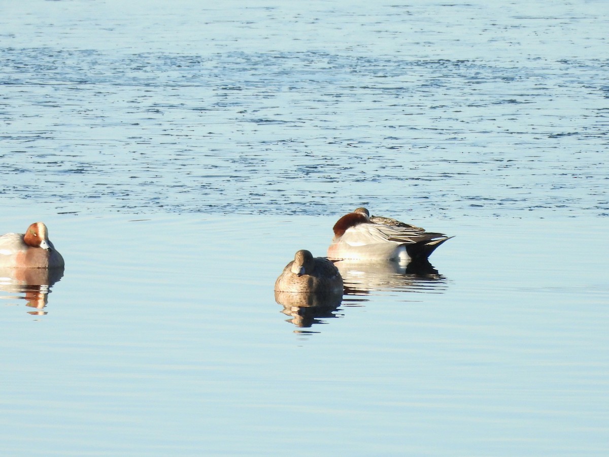 ヒドリガモ - ML647639341